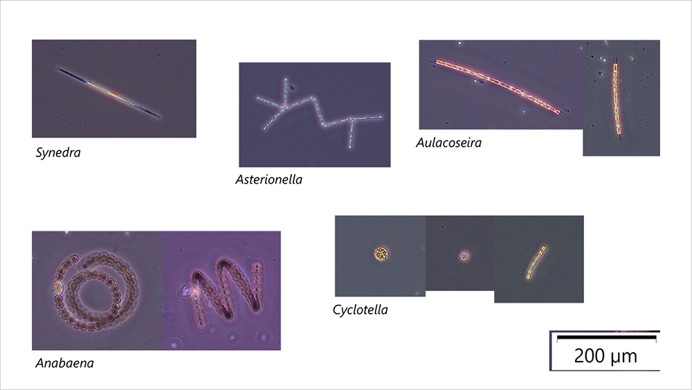 【参考写真2】見分けた藻類の例
